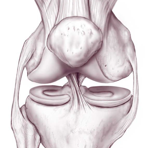 A Complete Guide to Meniscus Tears and their Treatment Physical Therapy